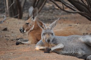 68. I could watch kangaroos all day