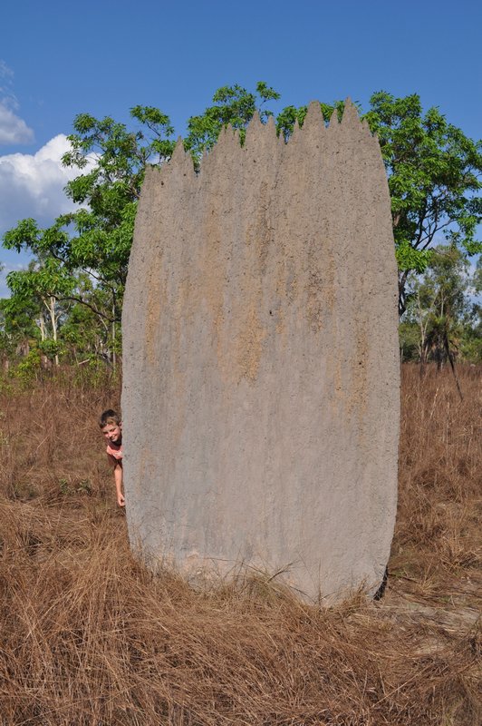 37b. Magnetic termite mound - side view