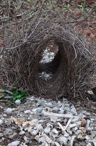 35. A bower birds nest, with a grisly cache