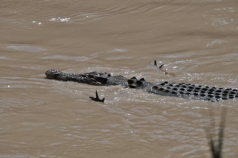 3. Endearing hunting style of the salt water crocodile