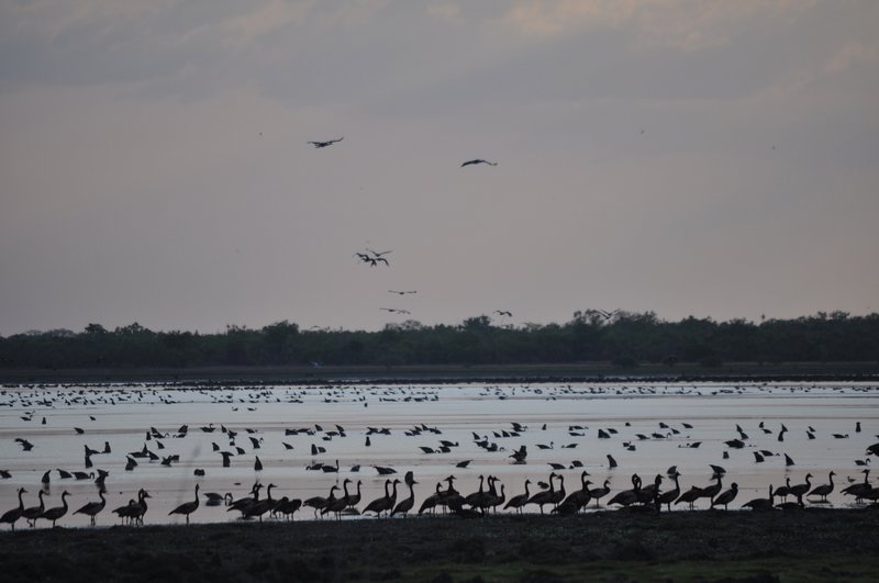 19. Mumukala wetlands, just us and the birds