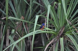 38. Azure kingfisher