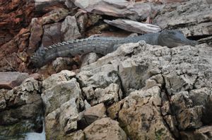 24. Freshwater Crocodile - the teeth do look quite menacing