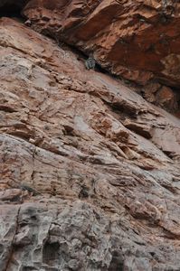 26. This is a steep rock face, with the rock wallaby casually sitting watching us - such amazing skill