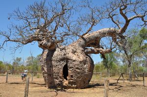 58. Another boab prison tree
