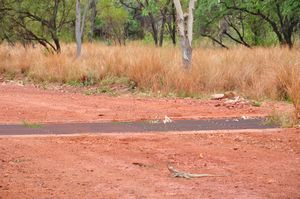 63. One of our highlights of the trip so far, a frill necked lizard which stands his ground on the Gibb River