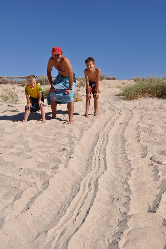 17. The tracks of the turtle the boys watched lay eggs