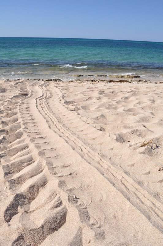 18. The same tracks, going out to see. If you look carefully, you can see a turtle in the water watching us