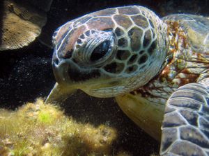 46. Close up of turtle