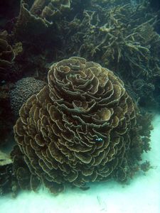 48. Beautiful coral