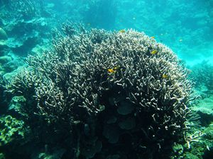 51. Coral outcrop