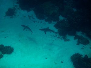 54. Reef sharks