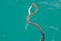 30. A rare find, a sea snake busy devouring an eel