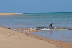 19. A dolphin almost beaches itself in its quest for food