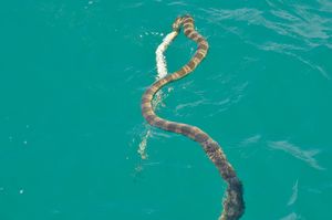 30. A rare find, a sea snake busy devouring an eel
