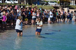 37. The crowds gather to watch the dolphin feeding