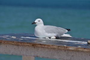 42. A resting seagull