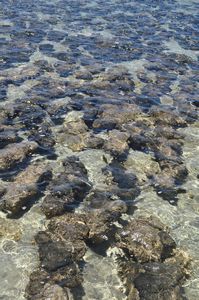 43. Stromatolites