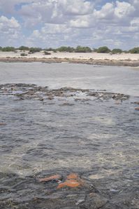 44. Stromatolites
