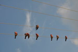 67. There were 8 pink galahs sitting on the wire...