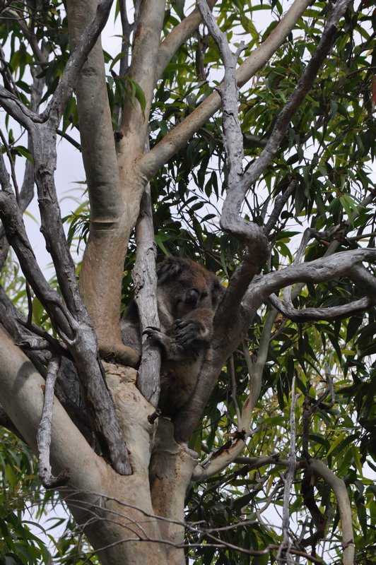 18. Koala