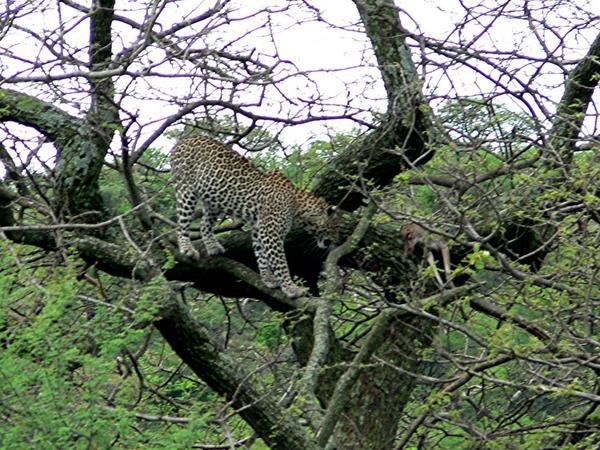 If you look just right of the leopard, you can see the dead gazelle in the tree.