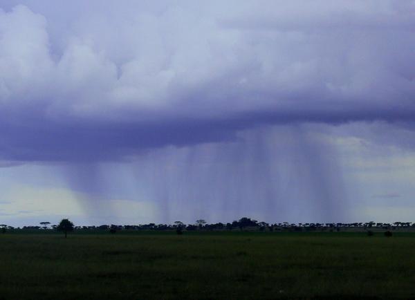 Rain on the Serengeti