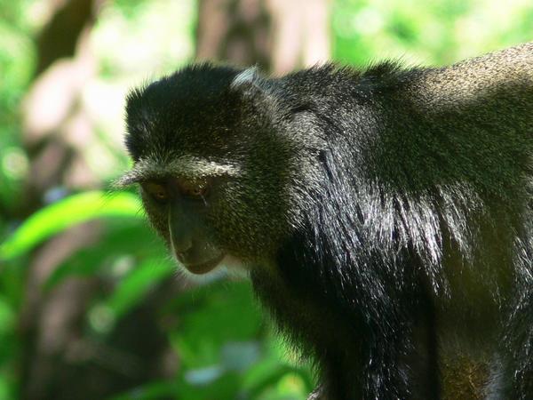 Pensive velvet monkey