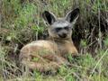 Bat eared fox