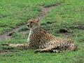 Cheetah on the Serengeti