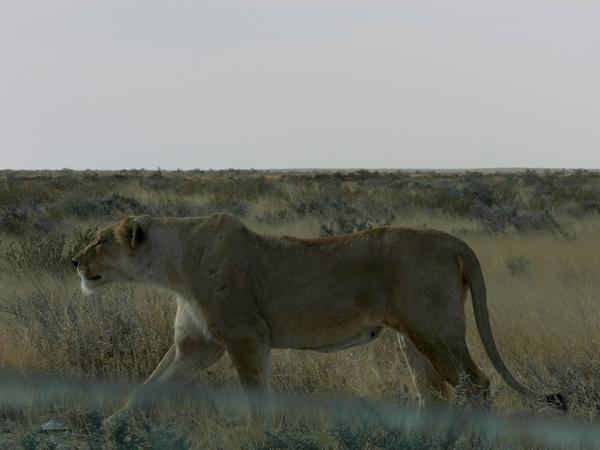This is how close the lions were - the line near the bottom is our window.