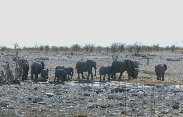 Bunch of elephants