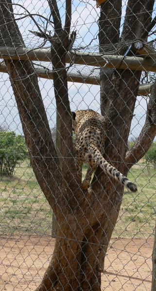 I took a picture of this cheetah at a sanctuary because I thought it was strange that he was in a tree.  I soon found out that that is where he takes a poo!  (look closer)