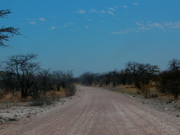 The road on the self drive safari