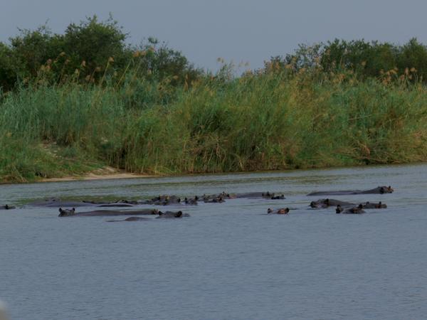 Boating by many hippos