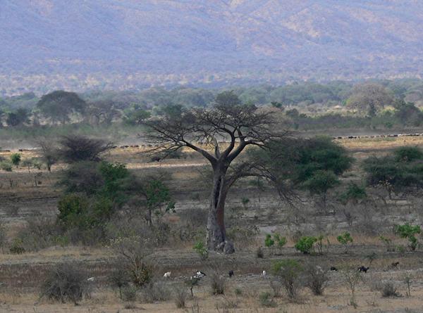"Crucial" African tree as Jordan calls them - my favorite, a baobab tree