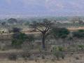 "Crucial" African tree as Jordan calls them - my favorite, a baobab tree