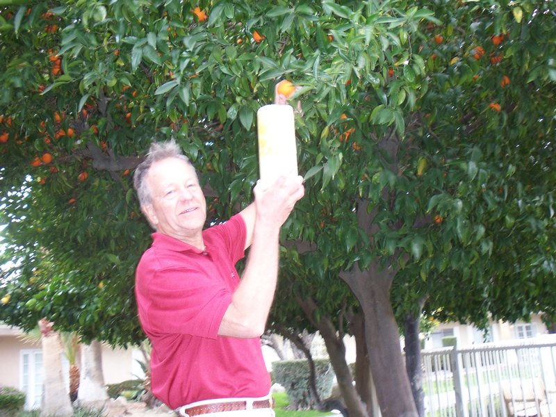 Flat Stanley & Dwight picking oranges