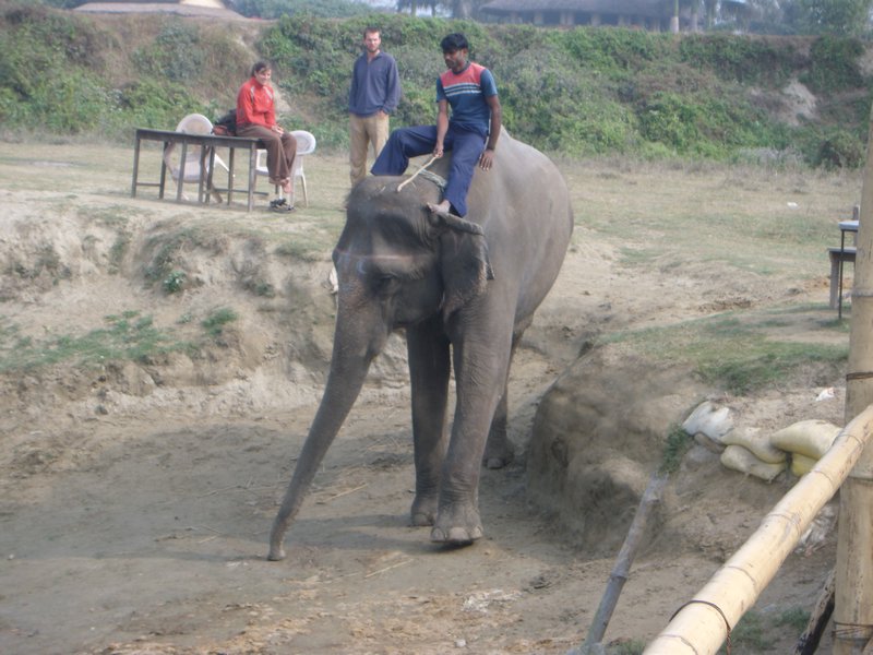 Our Mahut & Elephant