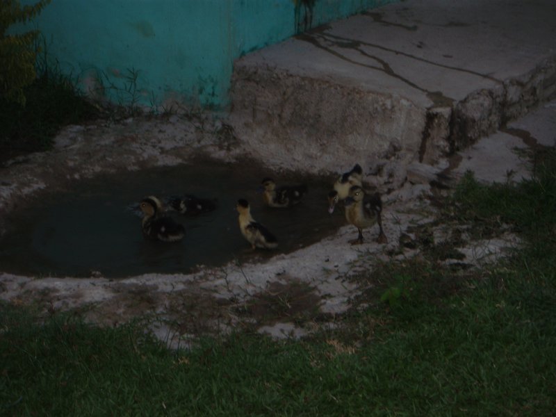 Hostel Ducklings