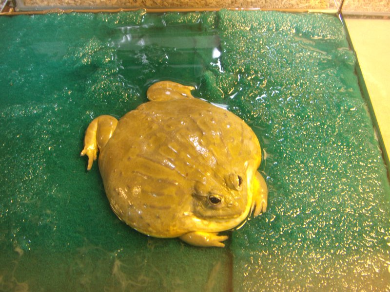 Melted Toad