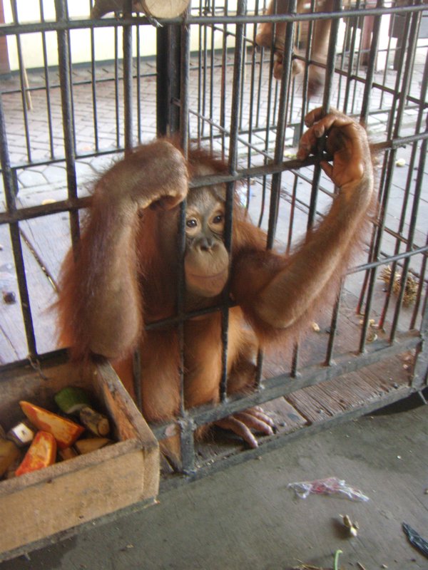 Sad Orangutan