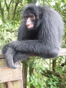 Monkeying Around in Villa Tunari | Travel Blog