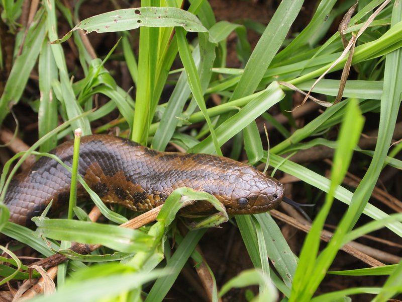 First Anaconda