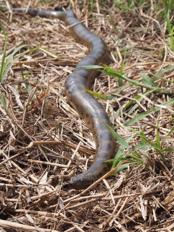 Second Anaconda