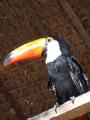 Toucan - the Coolest Bird