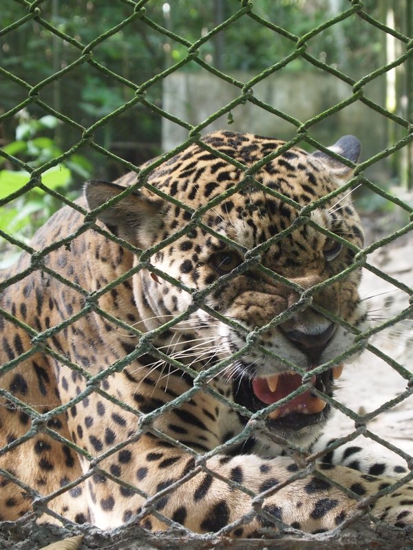 Pedro Bello - Not a Happy Jaguar