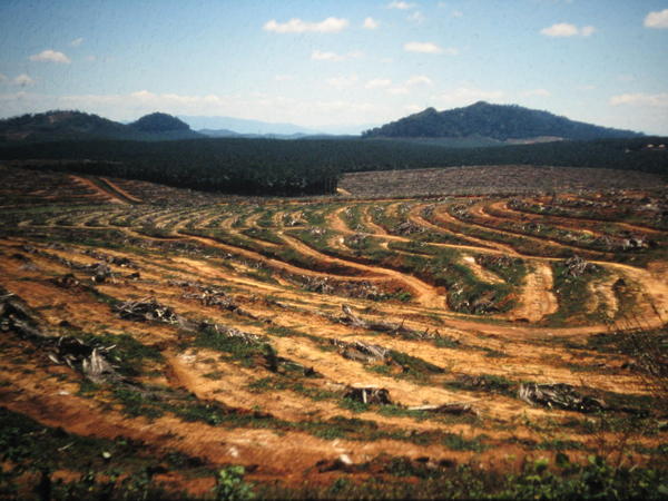 Palm Oil plantations
