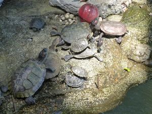 Fighting terrapins, very funny to watch