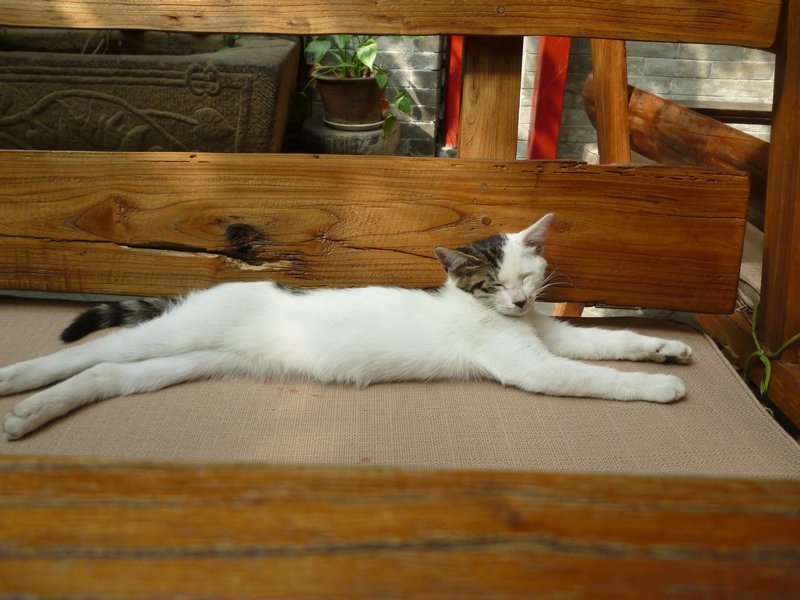 Hostel Cat relaxing
